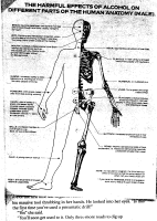 The Harmful effects of alcohol on different parts of the body (Male)